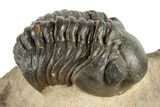 1.2" Detailed Reedops Trilobite - Atchana, Morocco - #190293-2